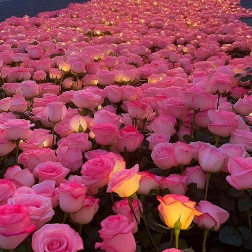 آهنگ ژیپ ژاپ ژوپ کودتاگر حتی بدون پولم رو روالم 