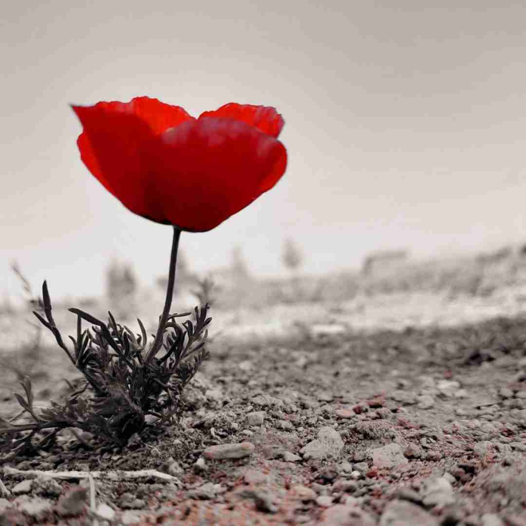 آهنگ اون خنده های دوست داشتنیتو با صدای غول برره 