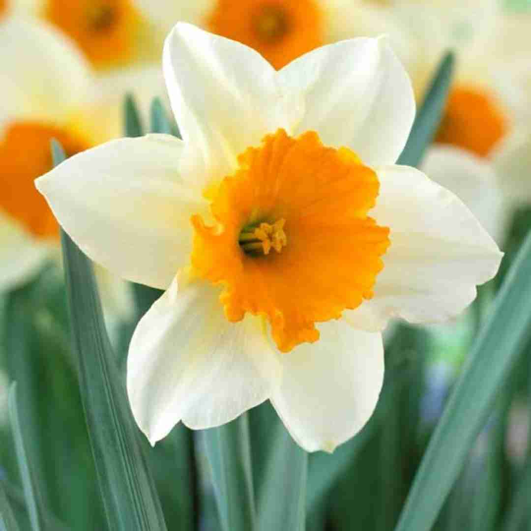 آهنگ بزار اون بره میخواد بپره یه روزی میفته اون تو تله 
