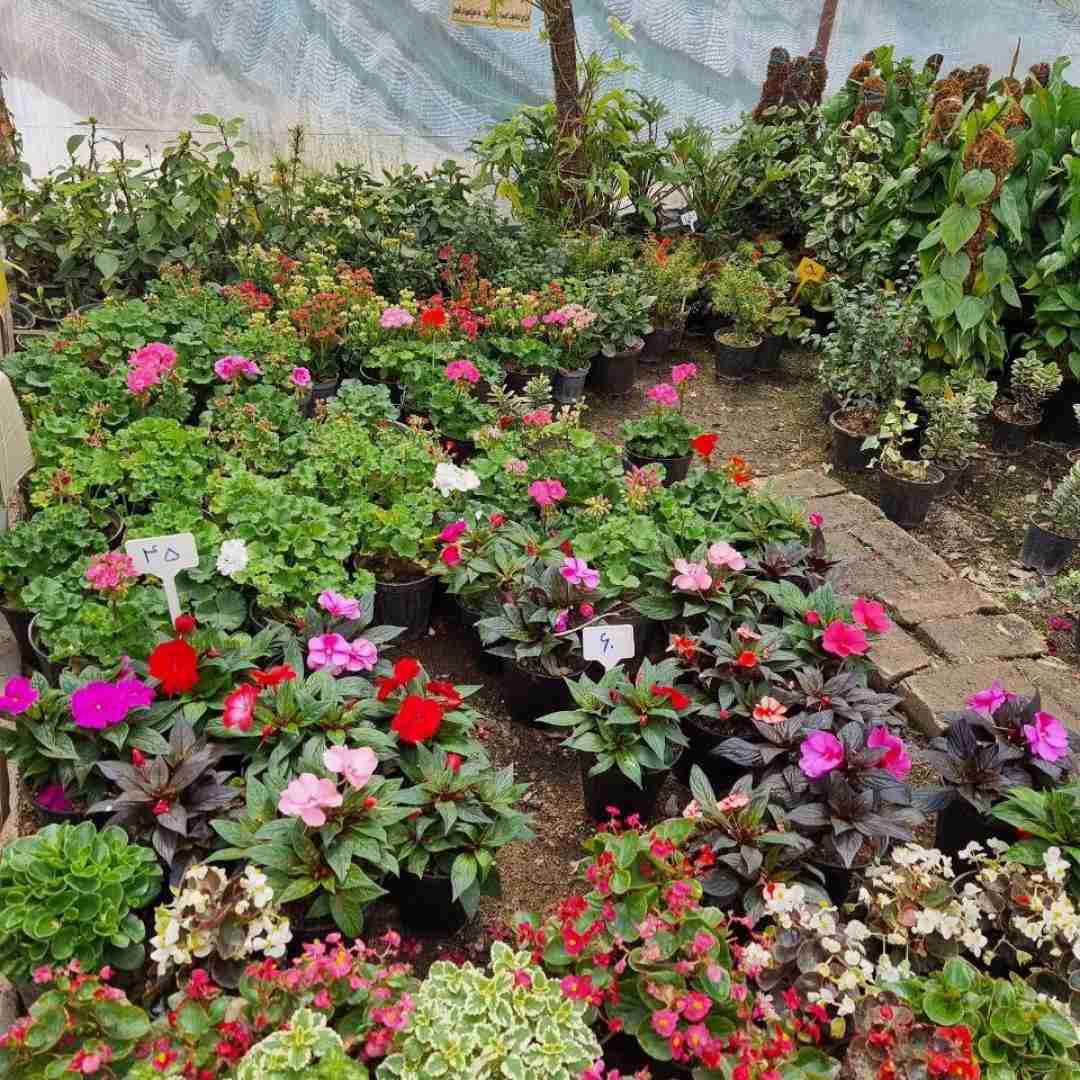 آهنگ خیالی نی برو بدبینی با صدای باب اسفنجی 