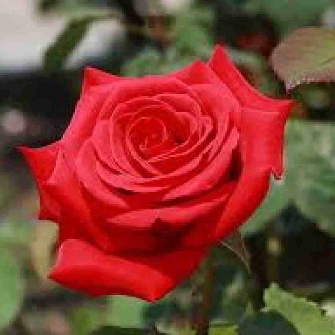 آهنگ لیلا مستم بیا بنیش باشت موخوام حرف بزنم با صدای باب اسفنجی 