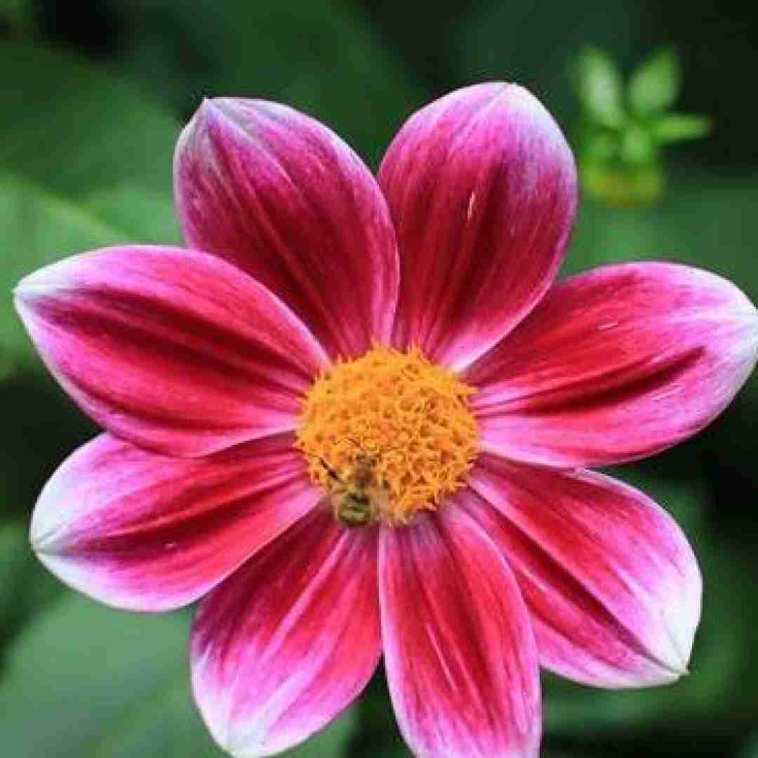 آهنگ موهات میریزه رو کمر فر ریز 