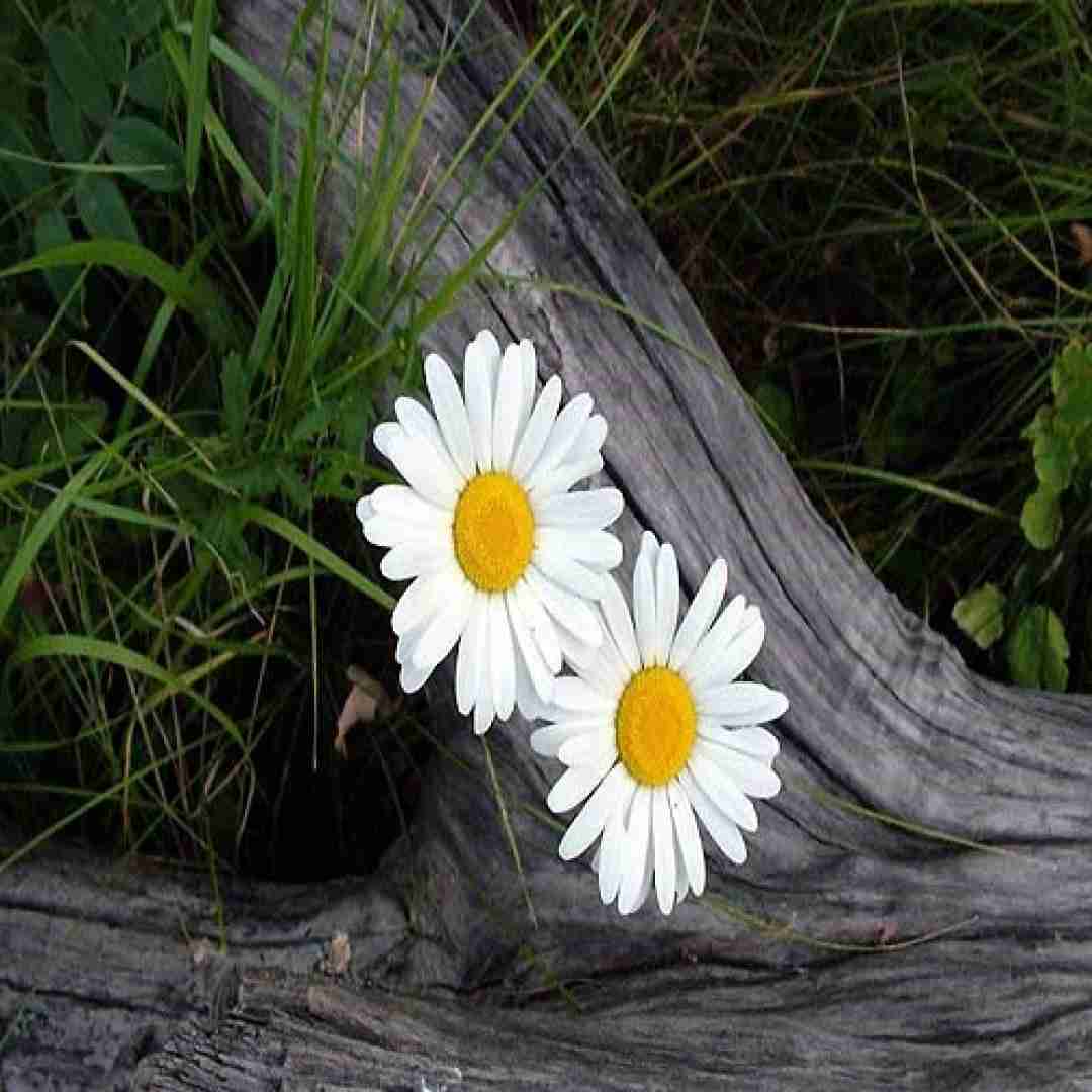 آهنگ یه بت ازت ساختم تو این قلبم با صدای باب اسفنجی 
