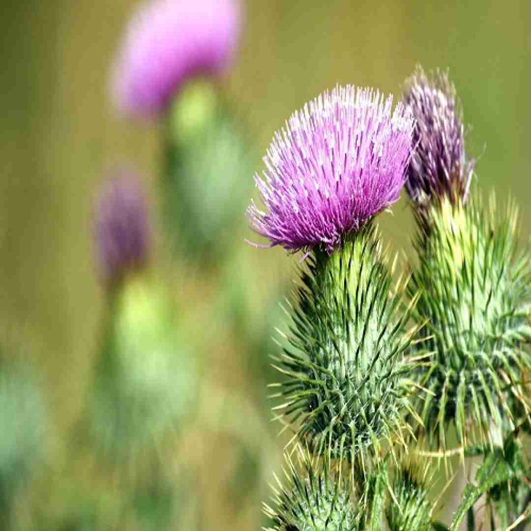 آهنگ یکی برسه به دادم دلمو به یکی دادم با صدای باب اسفنجی 