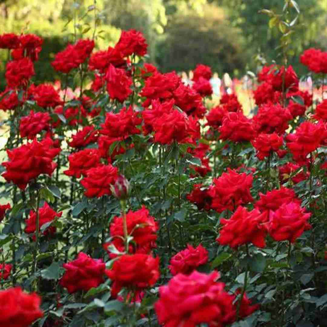 آهنگ ترکی ینه آچیرام غملی مشقتلی عمر دفترین با صدای باب اسفنجی 