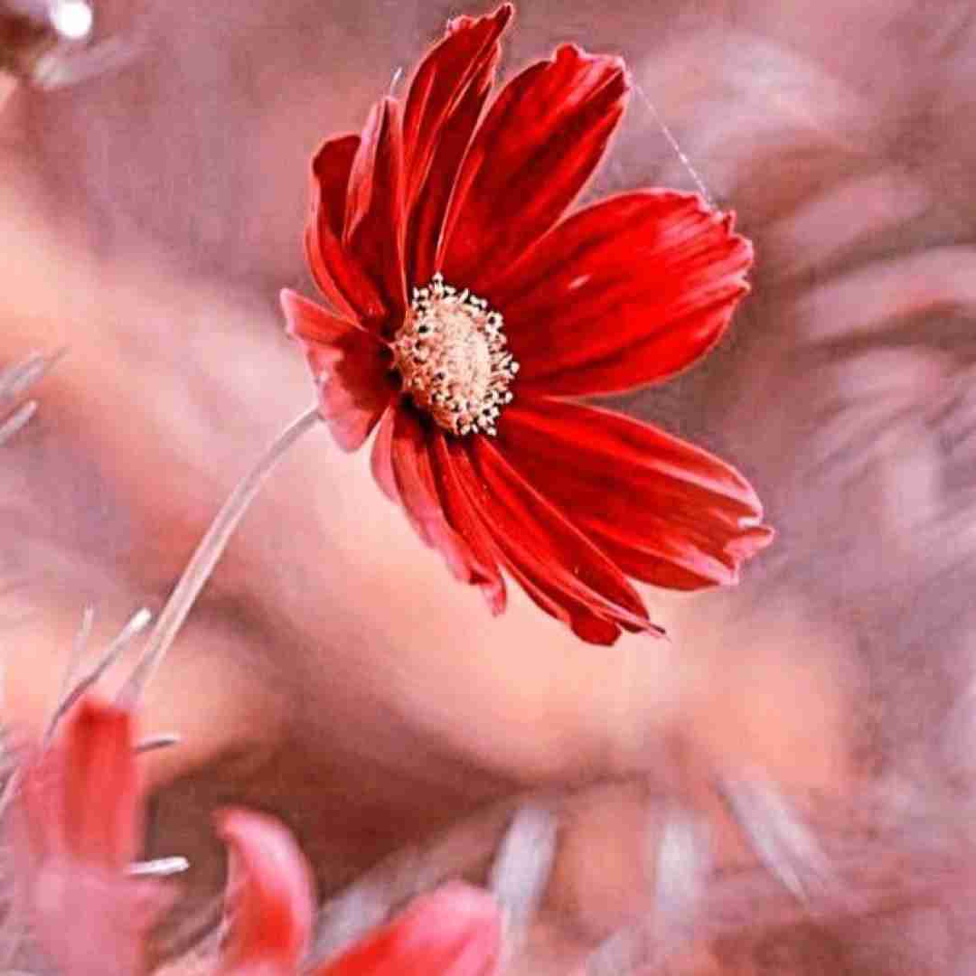 آهنگ تکیلا رو ریختم تو استکان چایی 