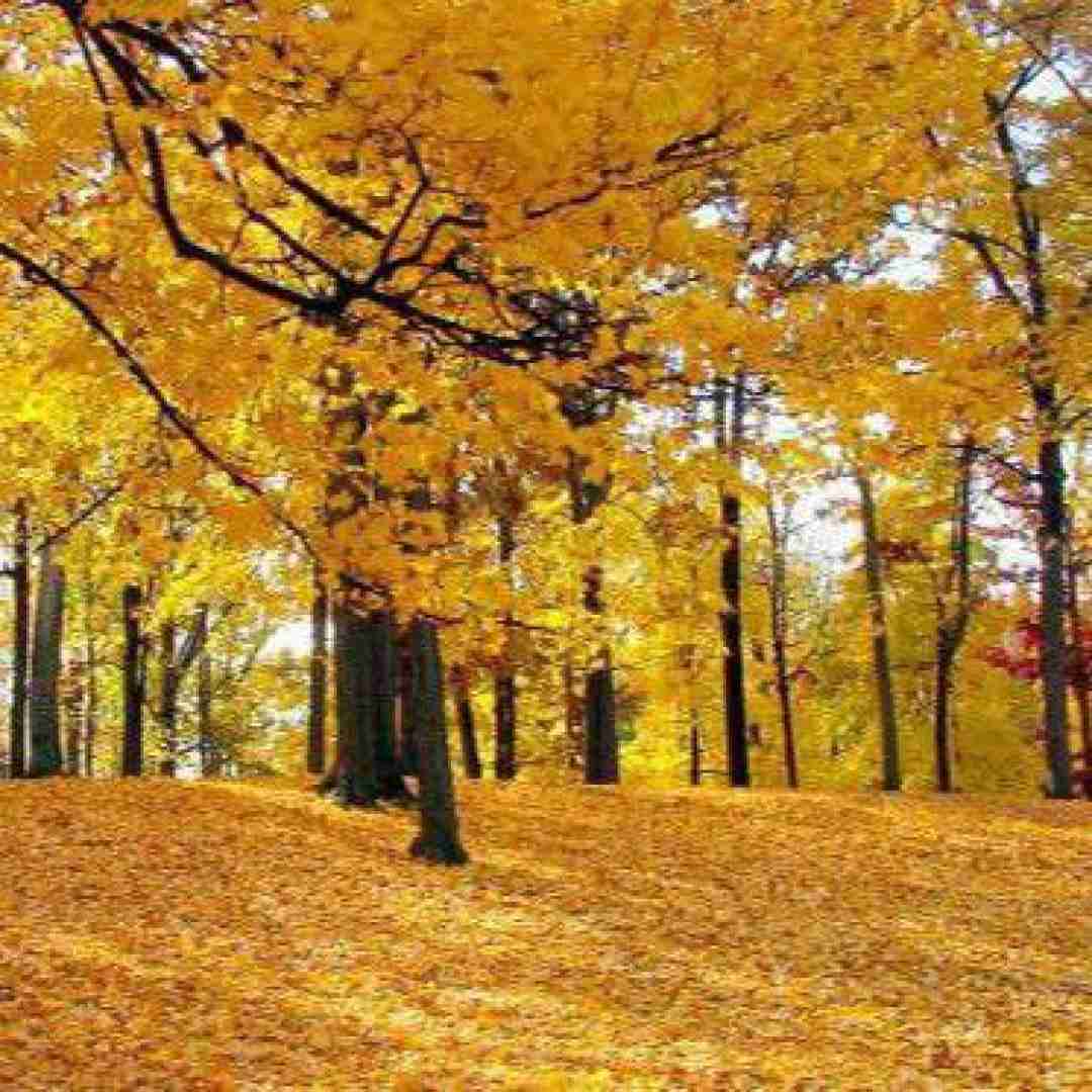 آهنگ حبیبی هنو گنگ ندیدی با صدای شیر فرهاد 