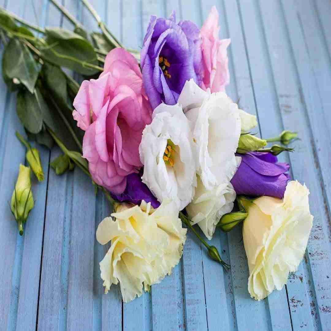 آهنگ دواره وابستگیم گل کرد وبان عشقت با صدای باب اسفنجی 