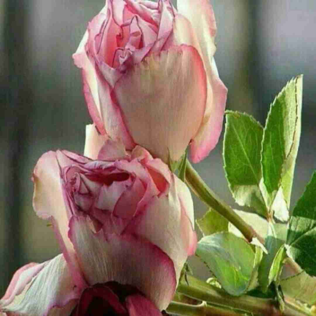 آهنگ ترکی براوو‌ دختر پر انرژی براوو با صدای زن 