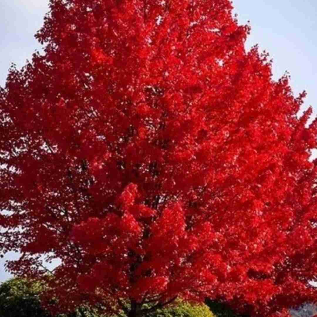 آهنگ یالا یالا بیا دور بشیم از وایب بد 