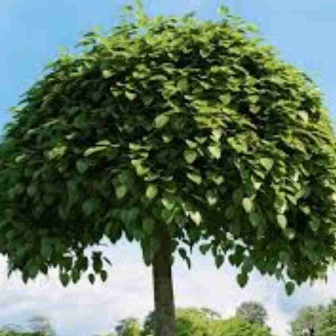 آهنگ حیف که قلبت عین موهات سیاهه 