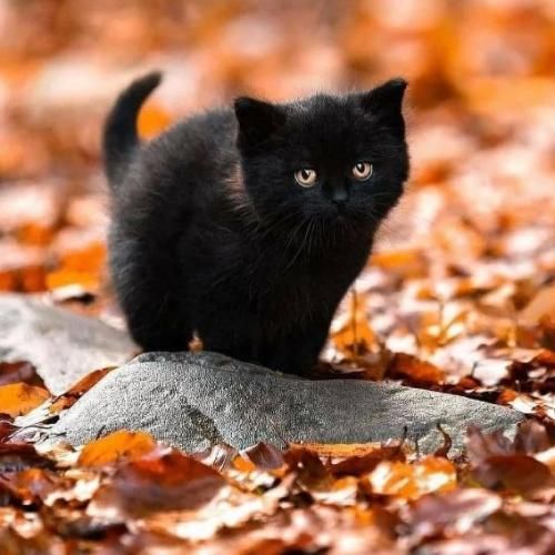 آهنگ ننه ننه ننه ننه یه پسری عاشق منه اسم پسره هوشنگه با صدای بچه 