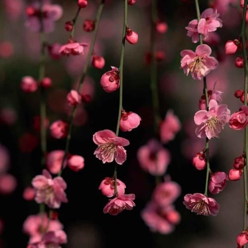 آهنگ انگار نه انگار میام دورت بگردم با صدای دختر 