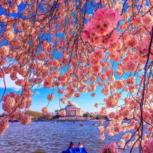 آهنگ سنگین تر از وزنته جرمام خونه پر گل نمیدم 