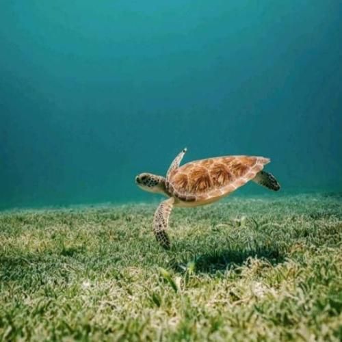 آهنگ میگی دوماد ما باید شازده باشه 