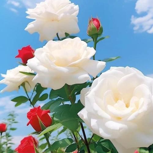 آهنگ دارو ندارم گفتم اینجوری نذارم شدی ستارم 