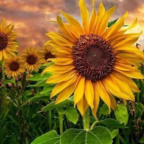آهنگ ببین قلبو خیلی آلودته دست من نیست دلم 