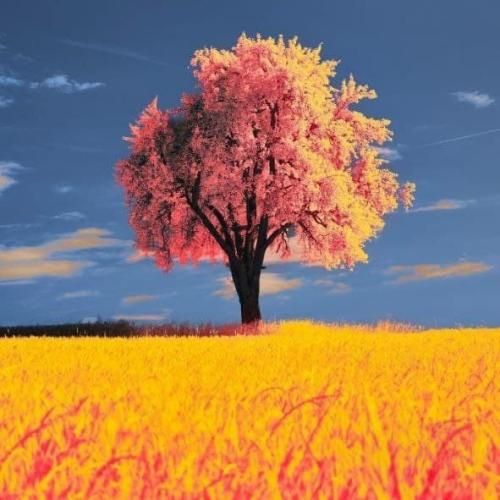 آهنگ اگه یه درصدم شد دلت تنگ باز 