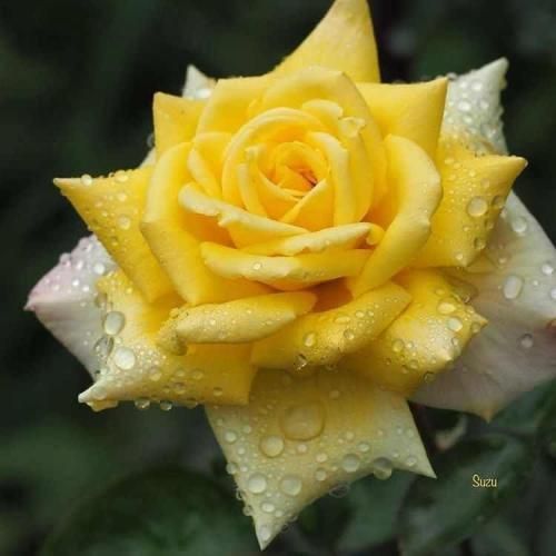 آهنگ در میزنن صدا تق تق میاد همسایه زنگ زده 