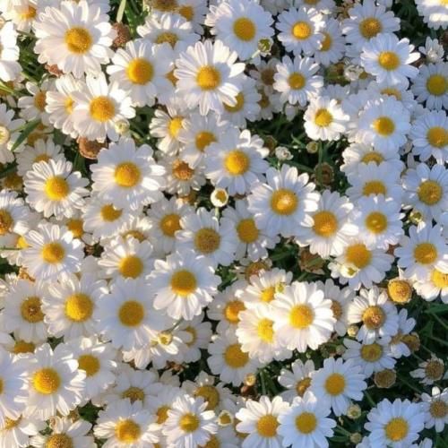 آهنگ پر یه درمو‌ دونم دردمه دونی میکس اینستایی 