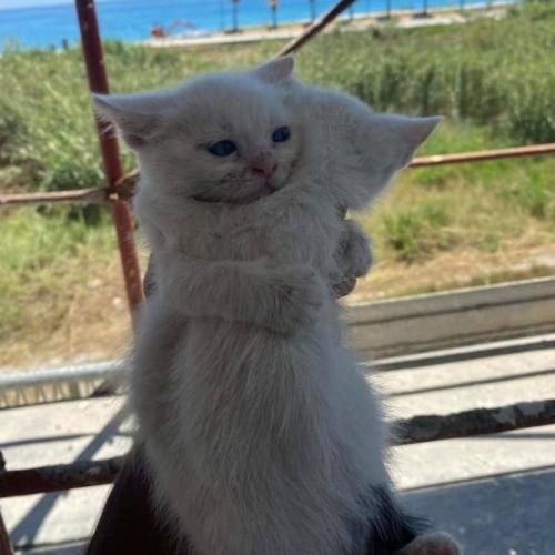 دانلود آهنگ ببین جوجه به سیخ میکشم دم در بیار