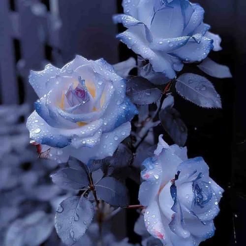 دانلود آهنگ سنا برزنجه بنام سراب