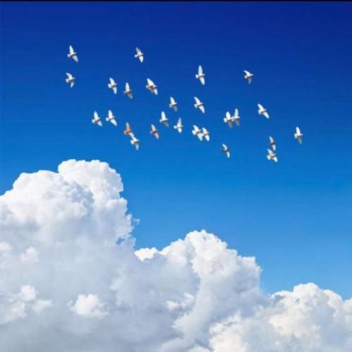 دانلود آهنگ فریبرز سلیمی بنام خون ارغوانها